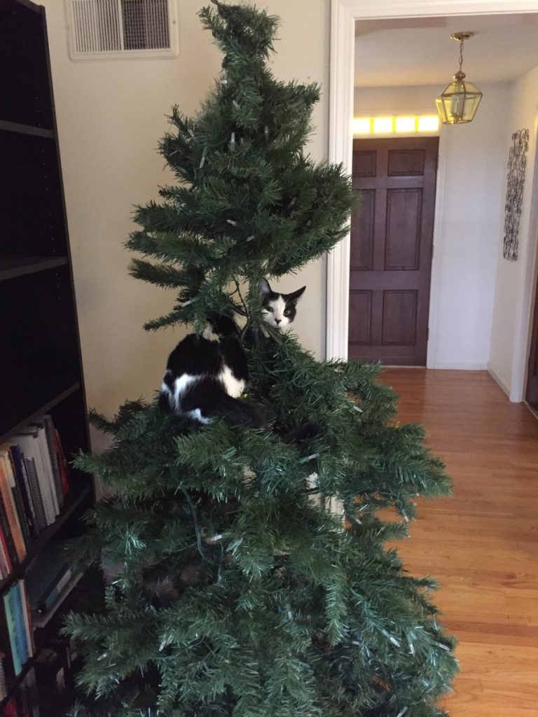 Cat climbing 2024 christmas tree