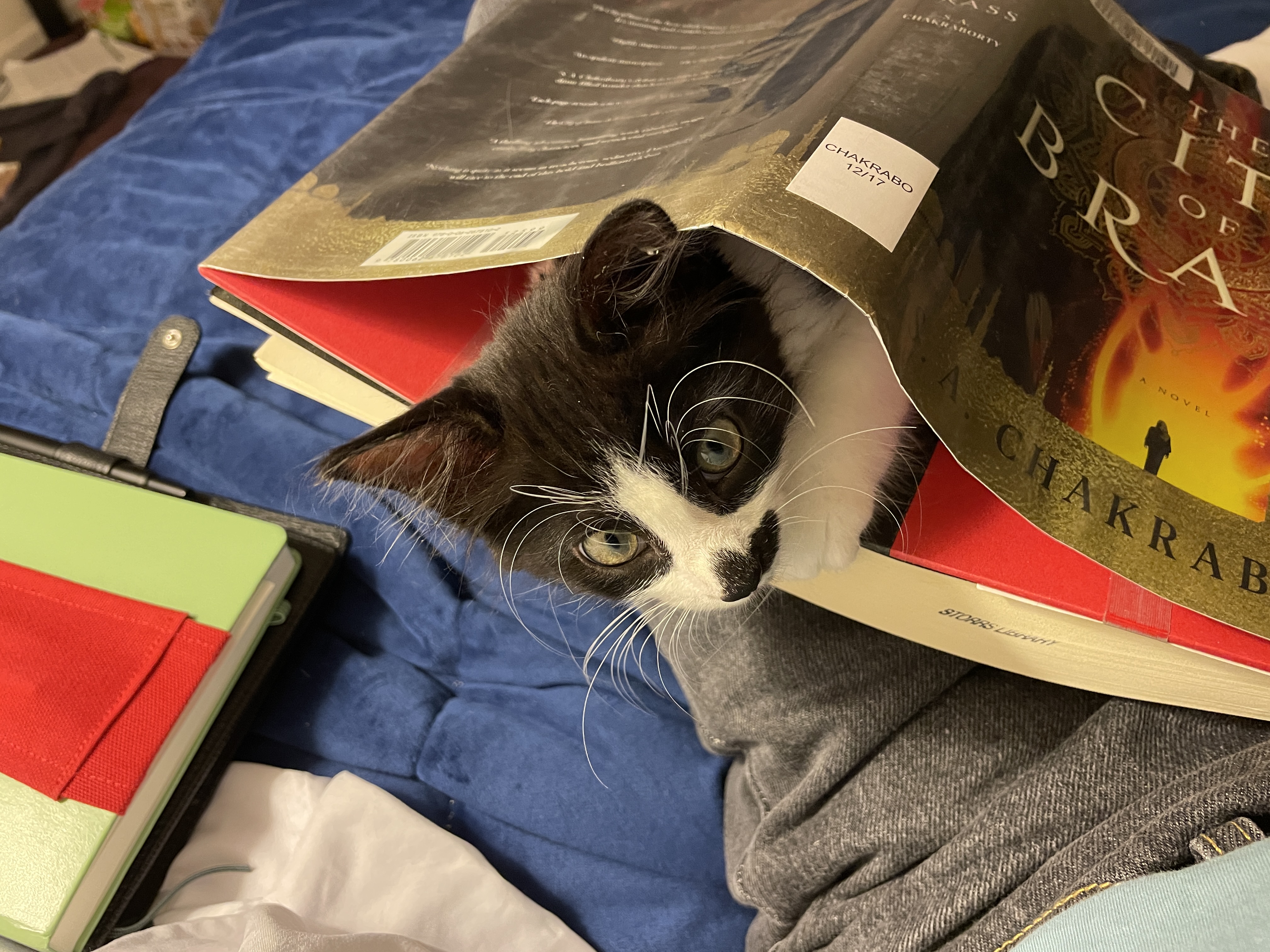 image from Book Reviews for August 2025