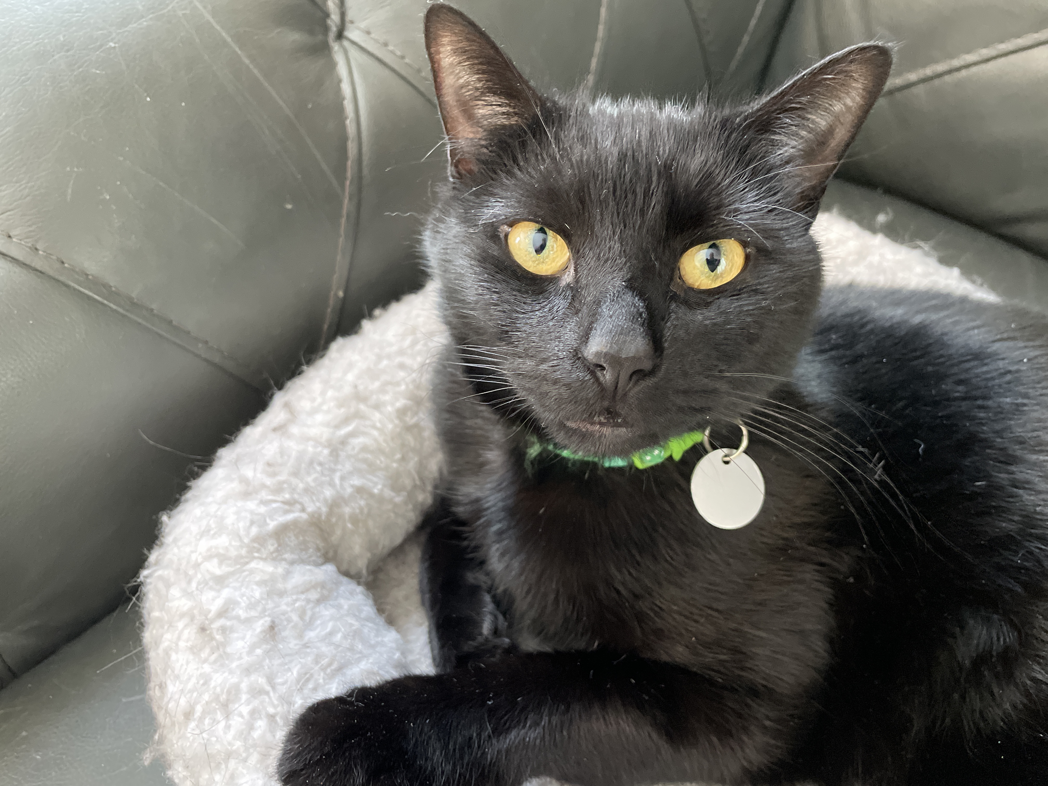 image from Yet Another Email Newsletter